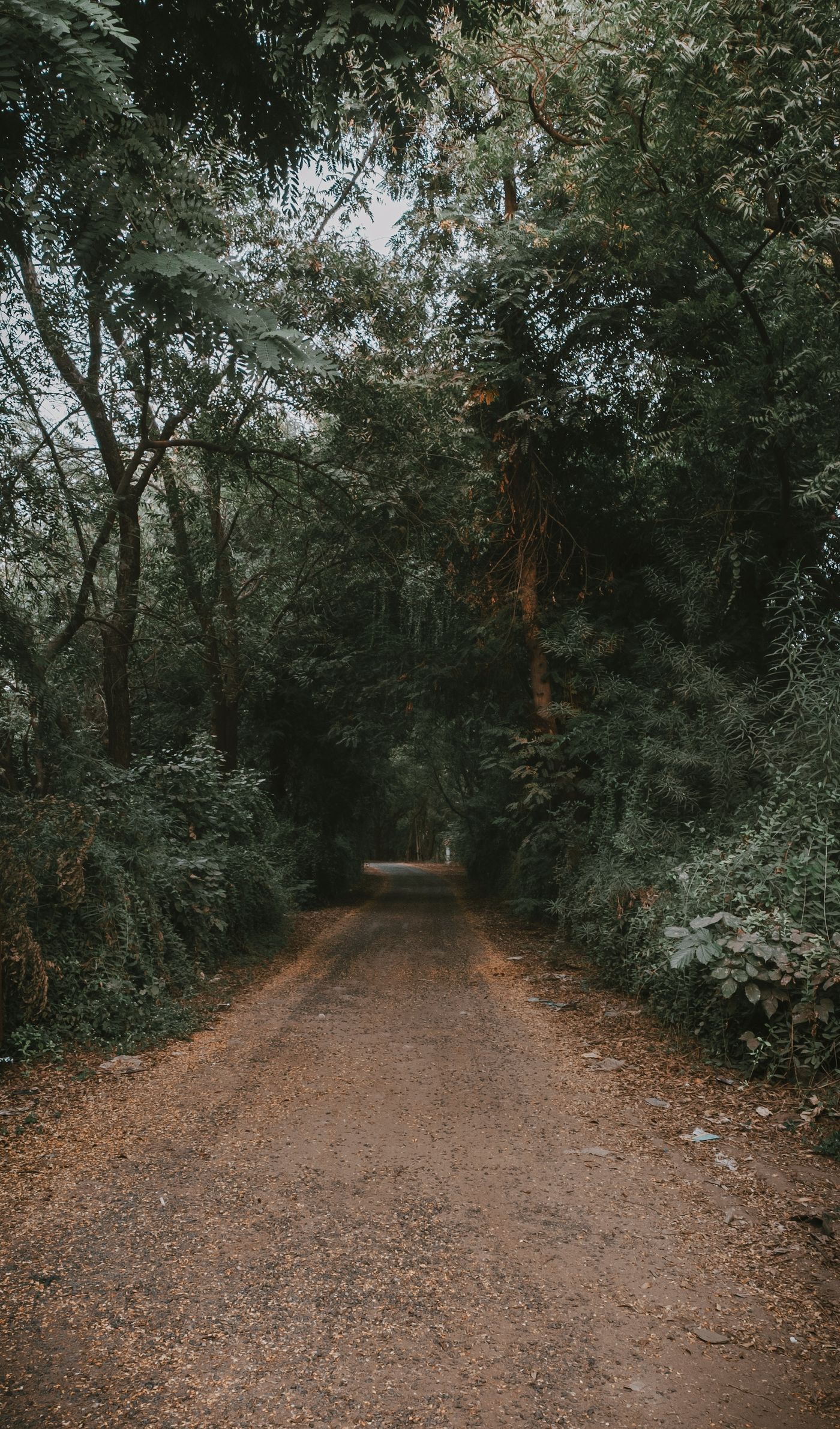 Peaceful path beneath a green woodland canopy