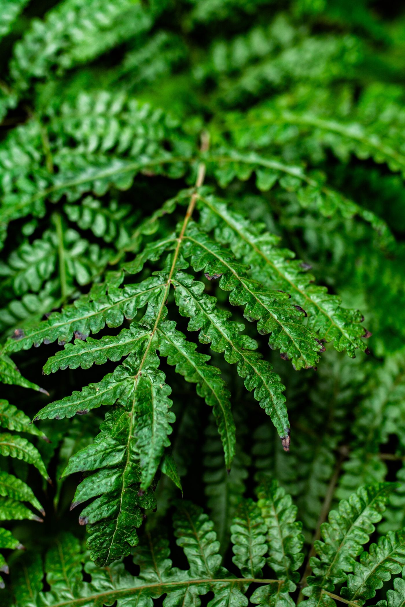 Detailed green fern fronds