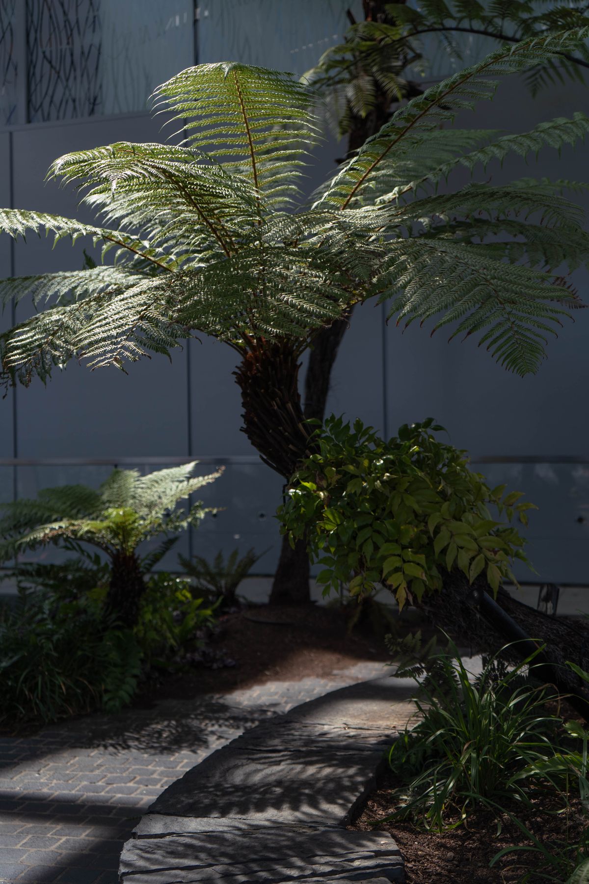 Lush ferns casting shadows on a garden pathway